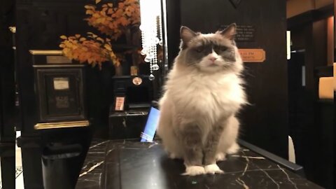 Cat Supervisor at a Hotel in NYC