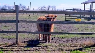 Sanctuary cow moos with delight for her treats