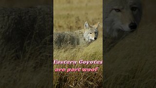 Coyote Sounds And Facts #Shorts 📢