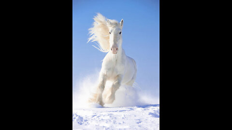 Snow White Horse -Wildlife Creator