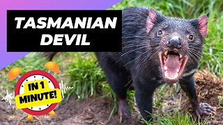 Tasmanian Devil - In 1 Minute! 🌪 One Of The Worst Animal Mothers In The Wild | 1 Minute Animals