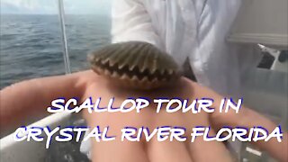 SCALLOP TOUR IN CRYSTAL RIVER FLORIDA