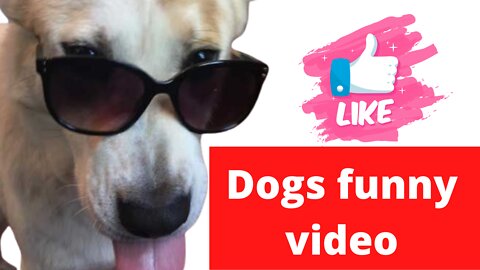 Viral video, Cute dog's funny video, dog,