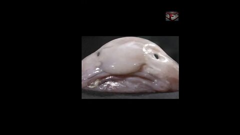 The Blobfish Facts #shorts #amazingfacts #animals