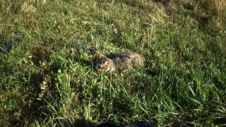 Little Cat Loves Hiding in the Grass