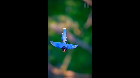 Red Billed Blue Magpie Bird Fact!