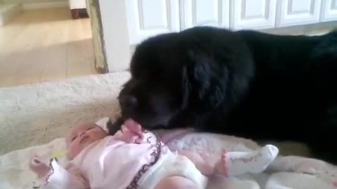 Watch How This Adorable Newfoundland Is Taking Care Of His Precious Little Friend