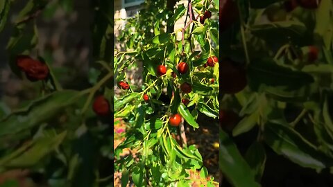 The Fruit That Tastes Like Caramel? Growing the Unbeatable Jujube in Zone 6!