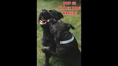 Black Dogs - TOP 10 Black Dog Breeds In The World