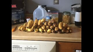 Backyard Bananas