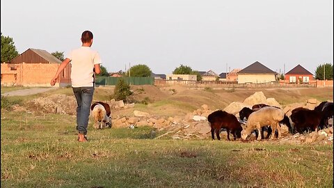 Приключения пастуха Меленки и ее стада
