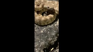 Baby rattlesnake near Las Vegas temple