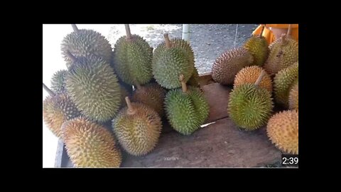 Durian Lokal asli Linggau