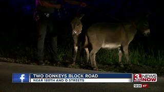 Donkeys block road near 180th and Q streets