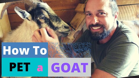 How to Pet a Goat | Goat Anatomy | Goat Care Tips