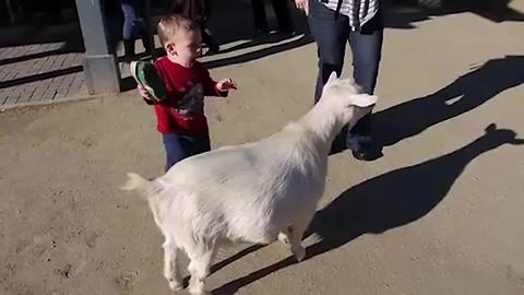 "Goat Farts While Boy Brushes It at Petting Zoo"