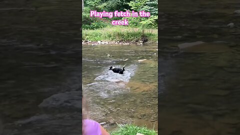 Playing fetch in the creek on this beautiful day in these Appalachian mountains