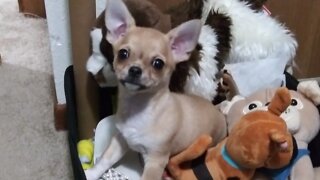 Puppy Life Chihuahua puppy First times, 10 week old puppy Piled up all her toys