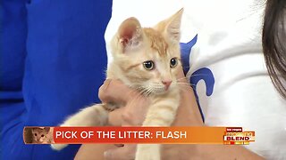 PICK OF THE LITTER: Flash