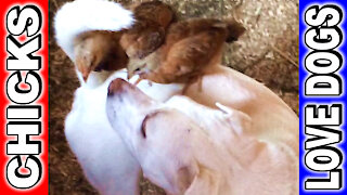 Baby Chicks Think Dog is Momma Hen. Max Cuteness!