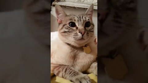 Ragdoll Cat Enjoys Washing Machine Spin Cycle