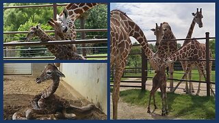 New Giraffe Born at Tulsa Zoo