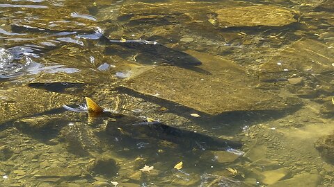 Huge Humber River James Gardens Toronto Salmon