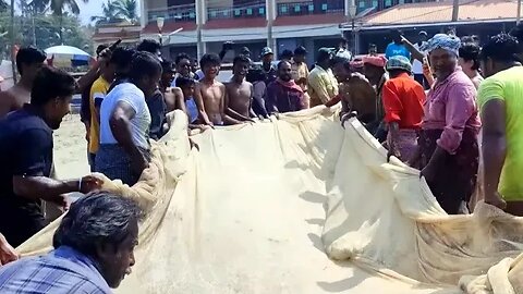 കോവളം കടപ്പുറത്ത് കൊഴിയാളയുടെ ഡാൻസ് ചാകര. Fishermen got big group trevally fishes in the net