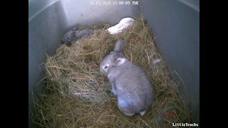 Baby Bunnies Explore Their Nest