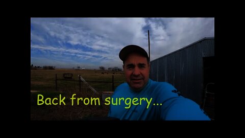 Back from surgery after one month. Feeding Cows!