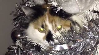Gato relaxa dentro da árvore de Natal