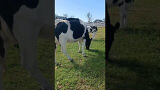 cute cows