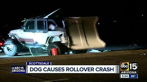 Runaway dog causes rollover crash in Scottsdale