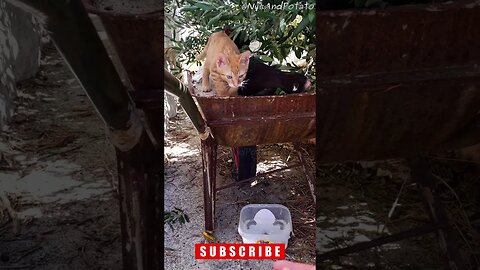 Adorable Ginger Stray Kitten Comes to Say Hello - Dubrovnik Stray Cats