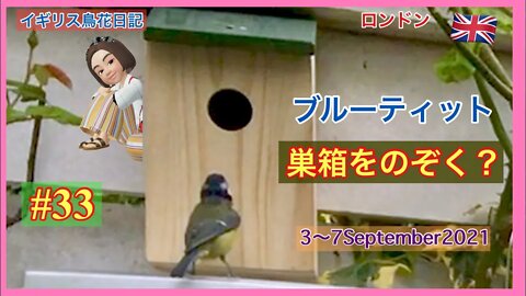 【鳥観察#33】ブルーティット巣箱に入る？/エナガ /グリーンフィンチ水を飲む