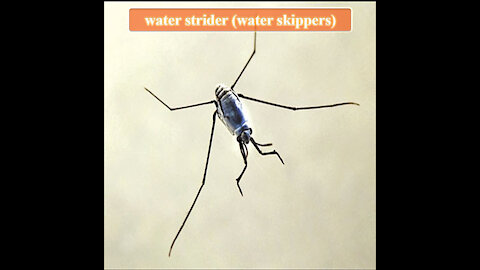 Water Striders | Water Skeeters | water skippers | water scooters