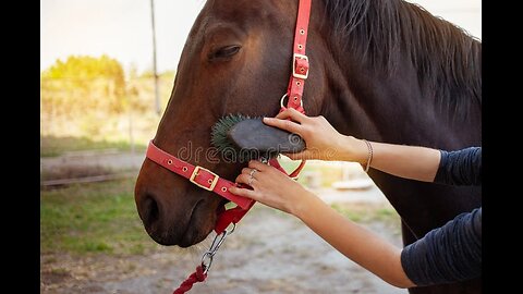 "Horse Care Unleashed: A Comprehensive Guide to Equine Wellness"