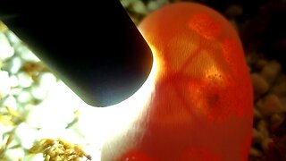 Candling Eggs