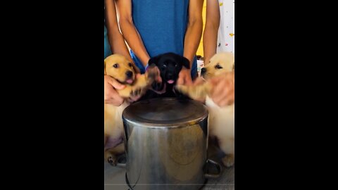 Three puppies funny music band