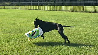 Bouncing Great Dane Goes Wild With Paper Towel ~ Epic Zoomies