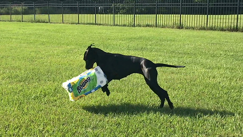 Bouncing Great Dane Goes Wild With Paper Towel ~ Epic Zoomies