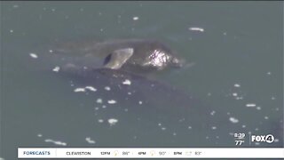 Concerns rise over increase in manatee deaths