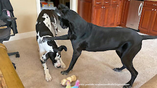 Great Dane Swipes A Dog Bone With Hilarious Boxing Moves