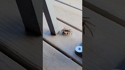 A crab comes to visit at Hidden Treasures Rum Bar in Ponce Inlet Florida #railfanrob