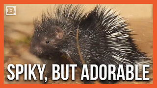 Adorable Baby Porcupine Born Recently at Whipsnade Zoo Explores with Mom