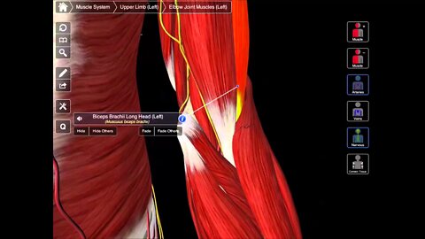 The Contents Of The Cubital Fossa