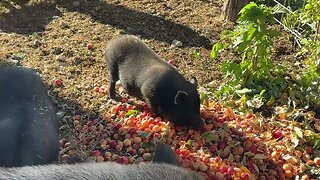 Baby Potbelly Pigs Eating Breakfast Is So CUTE!