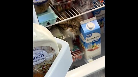 Spy Kitty thinks she blends in with the fridge