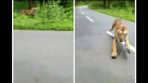 Tiger Attacks Motorbike in kerala