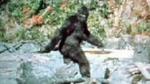 Is Bigfoot real? Cryptozoology!